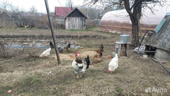 Прадаю петухов