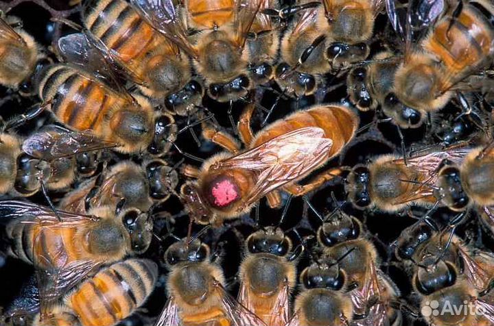 Матки Пчелиные Бакфаст, Карника, Карпатка