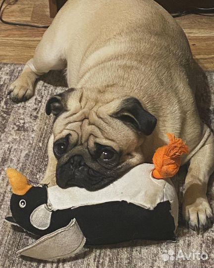 Вязка собак мопс