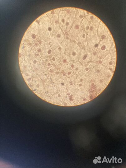 Репетитор по биологии онлайн