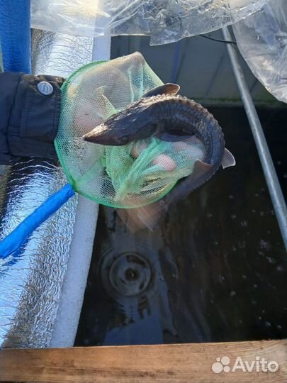 Рыба в пруд для зарыбления