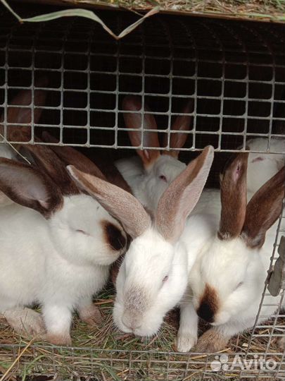 Немецкий строкач