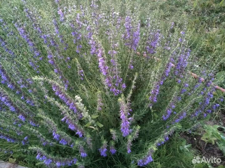 Иссоп (северная лаванда)