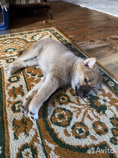 Щенки Сиба ину