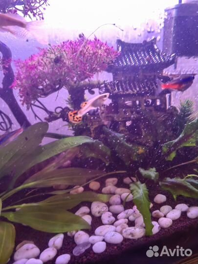 Рыбки гуппи подростки