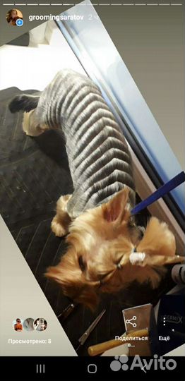 Стрижка собак декоративных пород