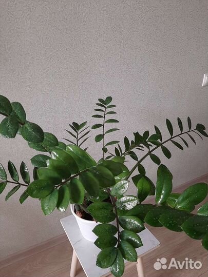 Замиокулькас