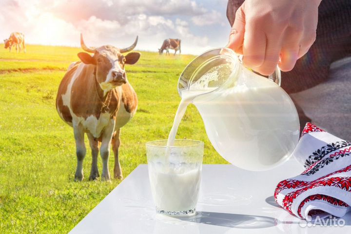 Молоко домашнее оптом