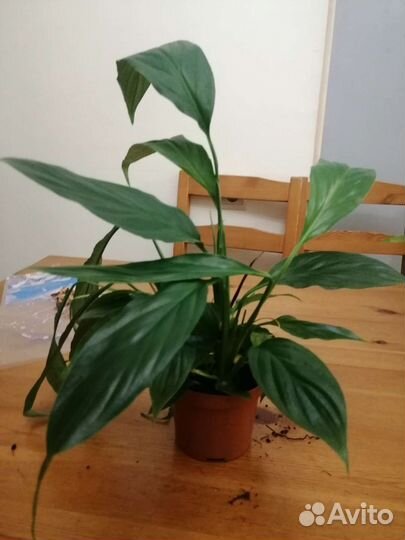 Спатифиллум