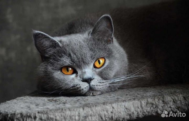 Британец Марсик