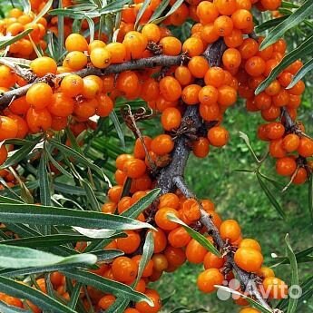 Саженцы облепиха Эссель