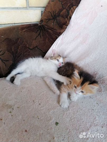 Кошка в дар