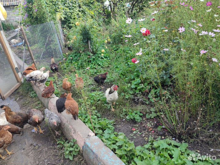 Куры молодки