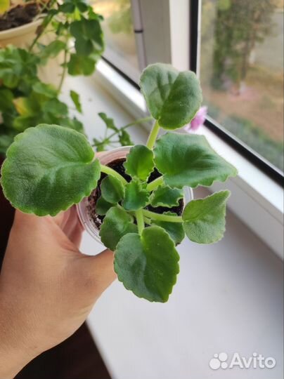 Фиалка лф-Яблочный зефир