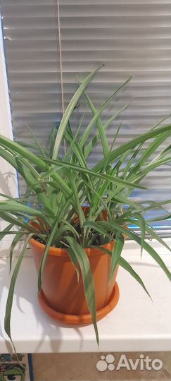 Хлорофитум