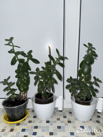 Толстянка (Денежное дерево)