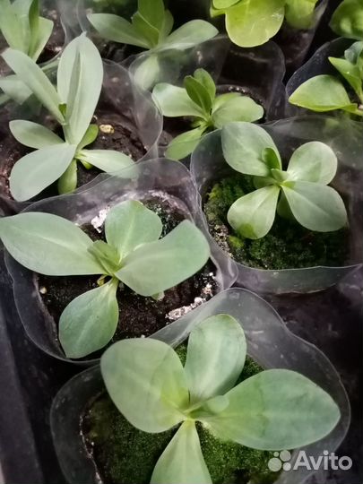 Рассада эустомы