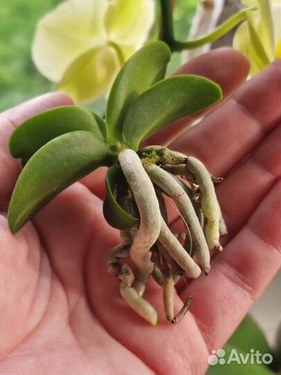 Орхидея минмару