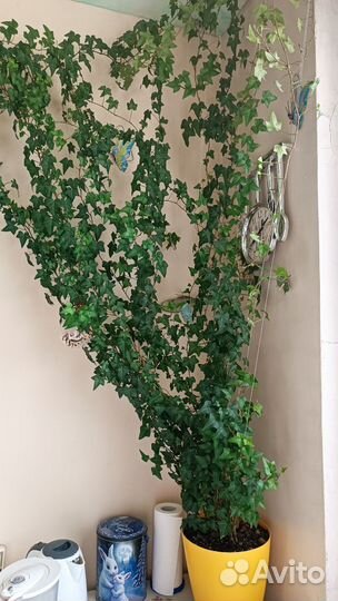 Комнатные цветы