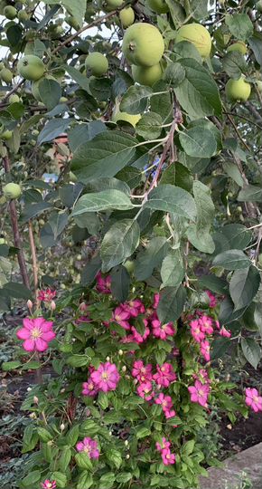 Дача 46 м² на участке 7 сот.