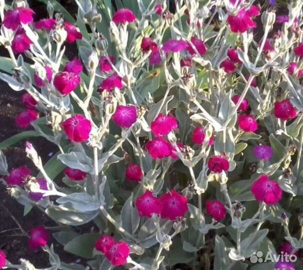 Лихнис. Многолетнее садовое растение