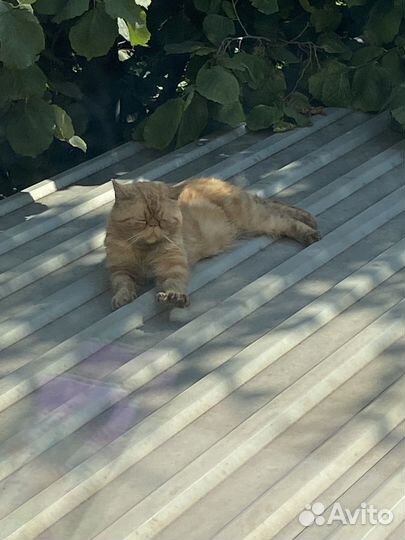 Рыжий котик
