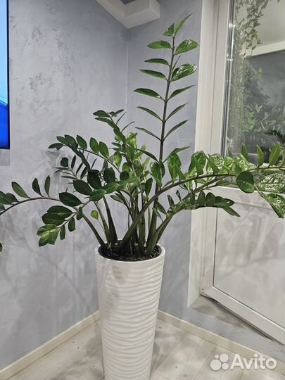 Замиокулькас