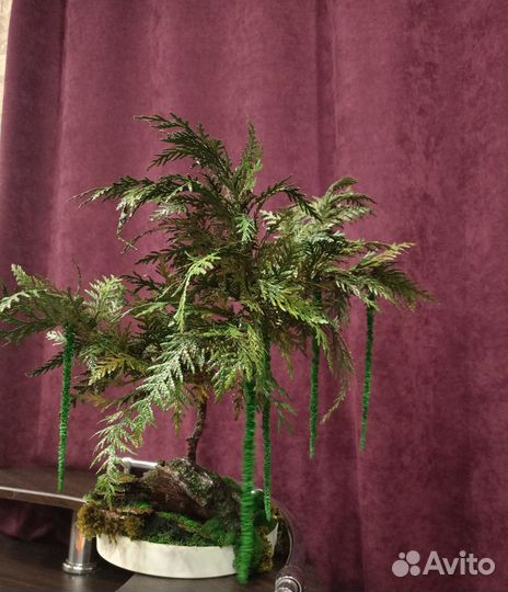 Бонсай. Подарок