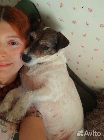 Зоогостиница, передержка