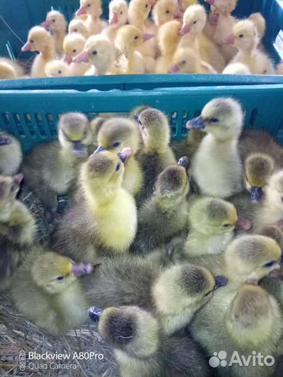 Гусята суточные