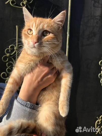 Кошечка в добрые руки