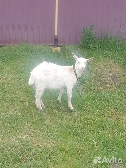 Молодые козлики