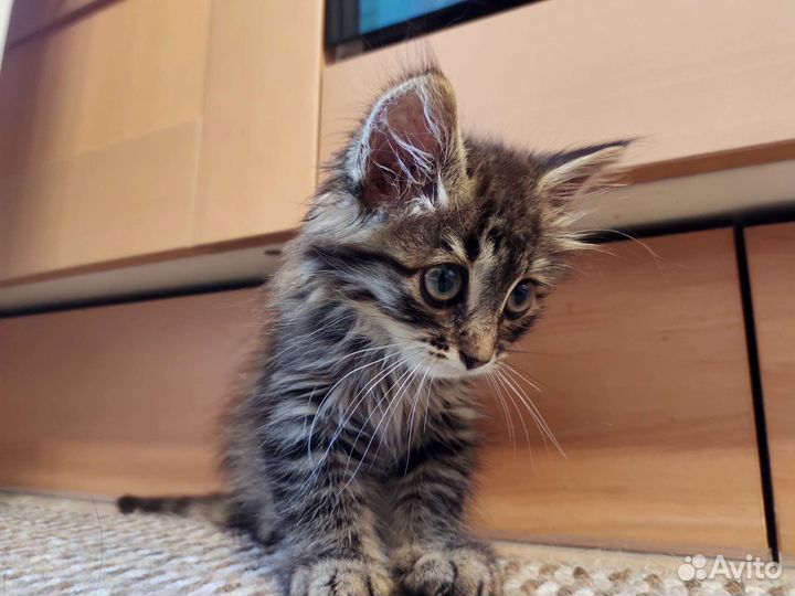 Котик бесплатно