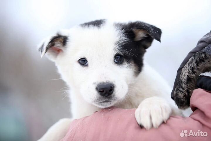 Щенки в беде