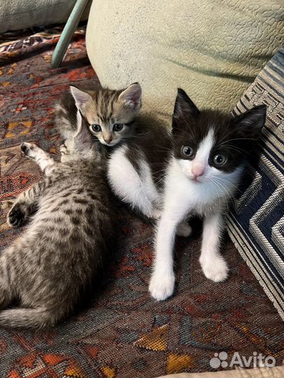Котики в добрые руки