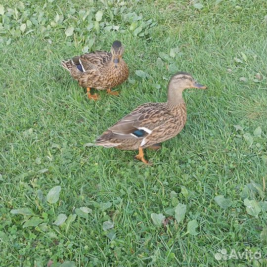 Подсадные утки, селезни