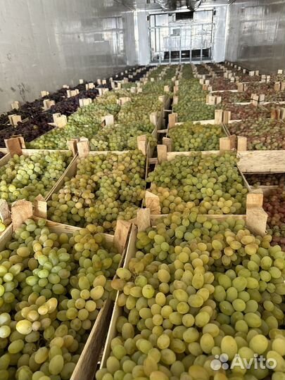 Виноград для вина