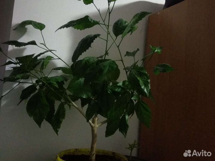 Гибискус китайская роза