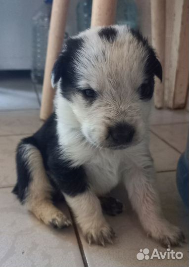 Щенки в дар