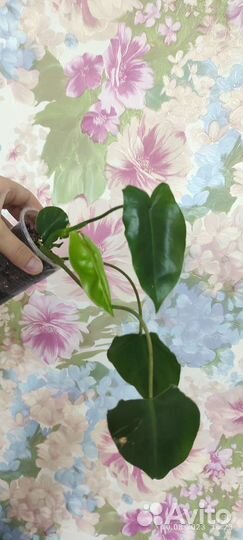 Хлорофитум Грин Оранж,эпипремнумы