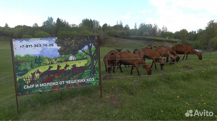 Козье молоко и сыр