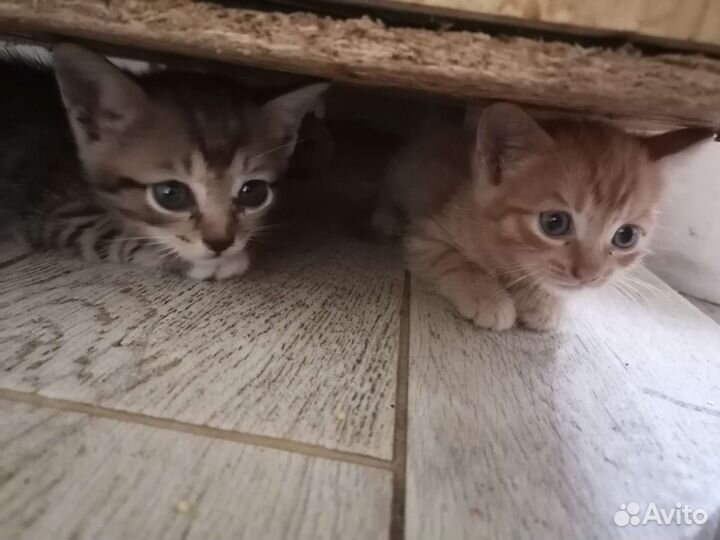 Кошка в дар