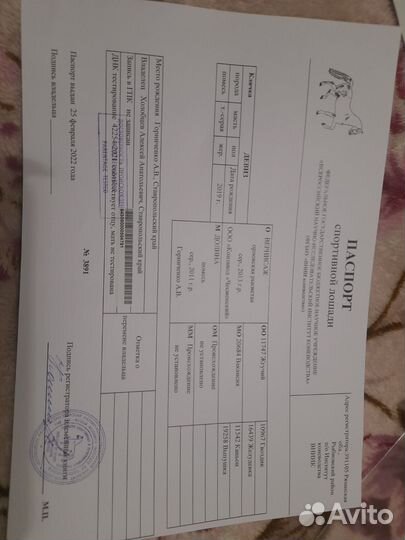 Жеребец орловской породы