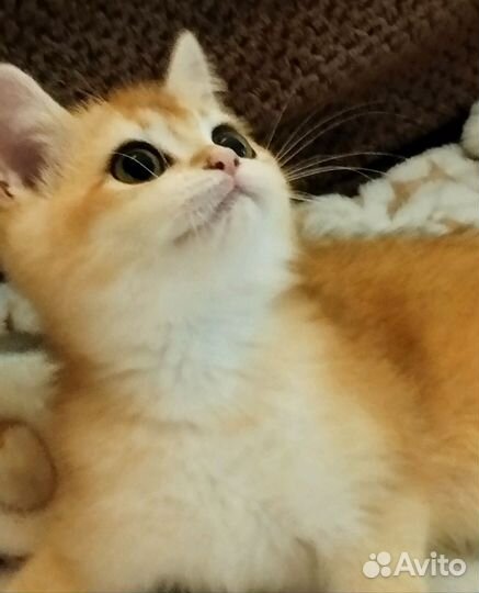 Девочка с правом разведения