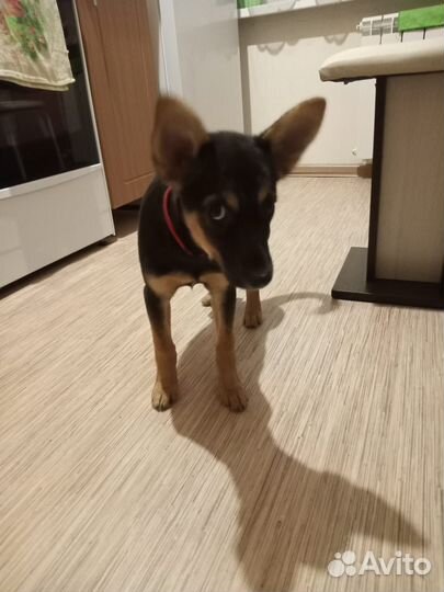 Щенок в добрые руки