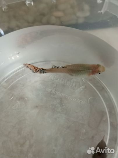 Рыбка гуппи