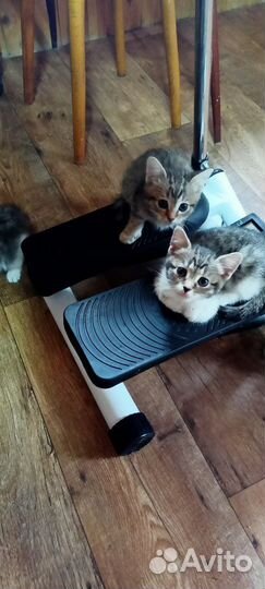 Котята в дар