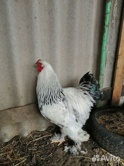 Молодые петухи