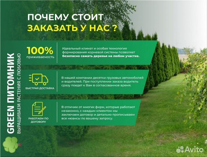 Туя 170-180 см