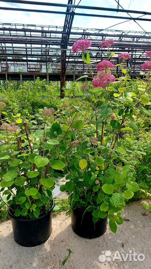 Гортензия древовидная розовая